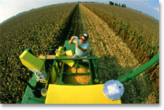 Inspecting grain collected from this combine's grain flow sensor