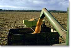 Shelled corn goes from combine to wagon 