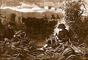 Two boys husking corn by hand.