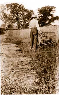 Man cutting grain with a cradle.
