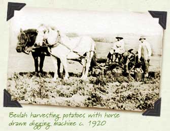 Beulah harvesting potatoes with horse drawn digging machine c. 1920